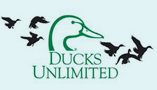 bducks